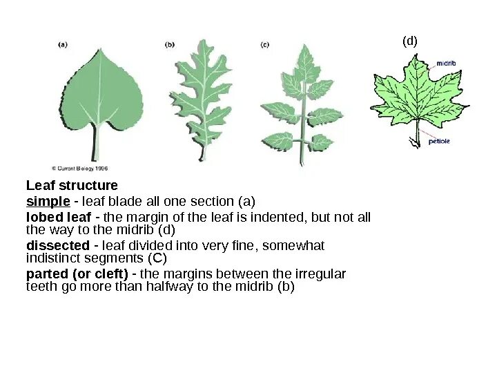 Leaf structure. Internal structure of the Leaf. Leaf structure of the Leaf. Structure of leaves. Лист project