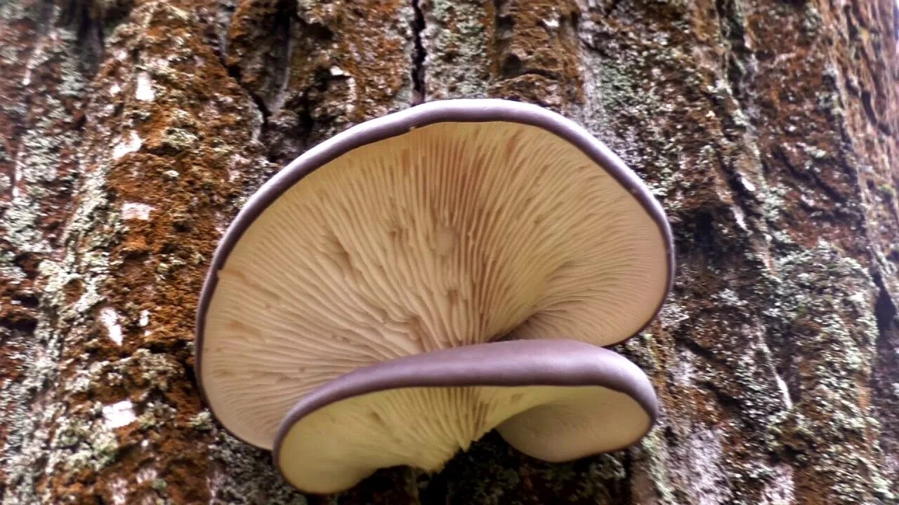 Вешенки на пнях. Вёшенка устричная (Pleurotus ostreatus). Гриб вешенка на Тополе. Гриб Тополиная вешенк. Вёшенка дубовая.