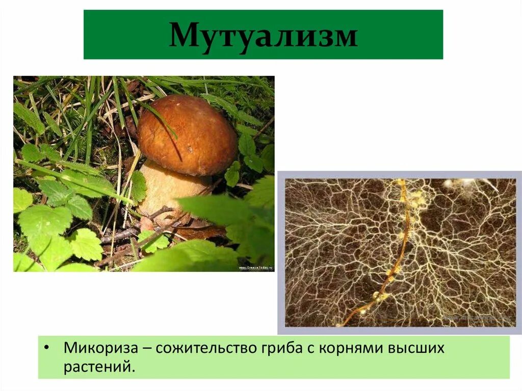 Грибы образующие микоризу с корнями. Микориза мутуализм. Корни грибов. Мутуализм грибов. Корень гриба.