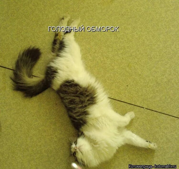 Голодный обморок это. Кот который приходит в ресторан со своей мышью. Голодный обморок картинки. Голодный обморок это. Кот в обмороке прикол.