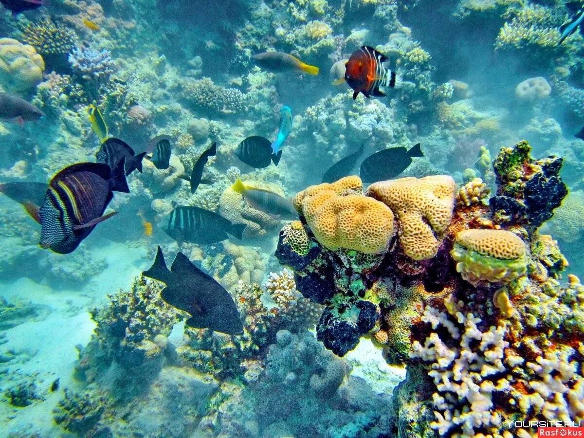 Море фауна. Подводный мир египта шарм-эль-шейх. красное море риф шарм эль. подводный риф шарм-эль-шейх. шарм-эль-шейх риф рыбы.
