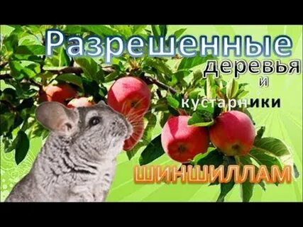 Какие ветки давать шиншиллам