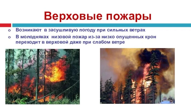 Верховой пожар сдо ржд. Верховые пожары. Низовой Лесной пожар. Низовой устойчивый пожар. Верховой и низовой пожар.