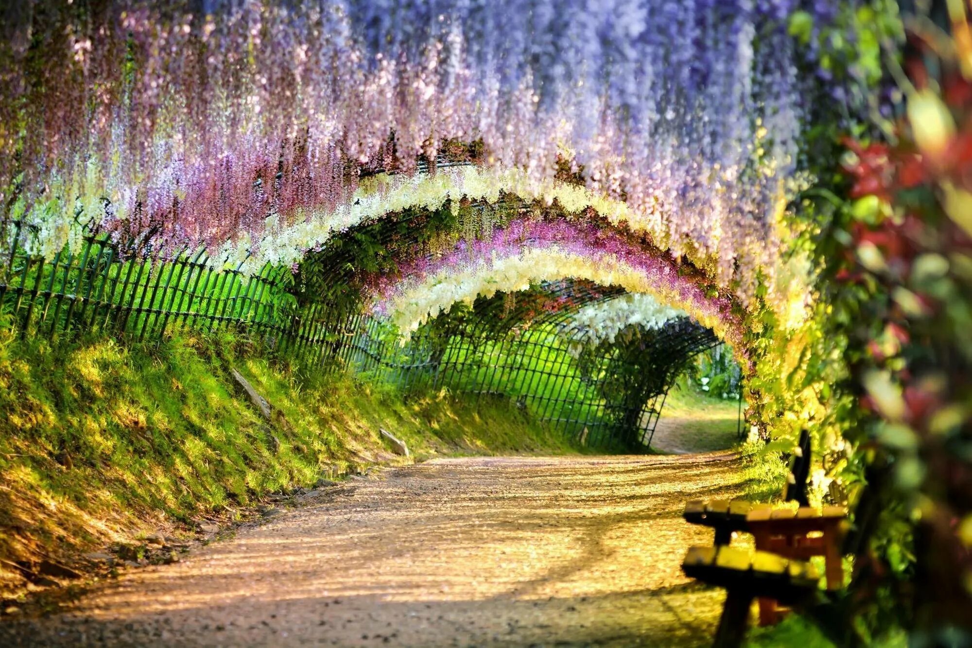 Тоннель глициний, сад Кавати Фудзи, Япония. Кавати Фудзи сад сказочных цветов. Тоннель глициний в Японии. Тоннель Вистерия Япония.