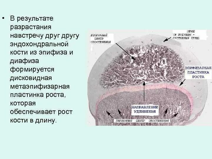 Гистология ростов на дону. Метаэпифизарная пластинка гистология строение. эпифизарная пластинка гистология препарат. метаэпифизарная пластинка роста. метаэпифизарная хрящевая пластинка.