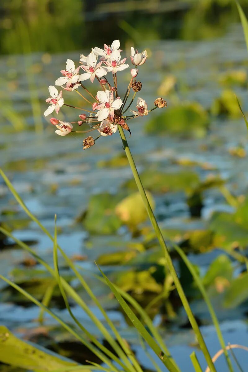 Схеноплектус озёрный (камыш озёрный). Водные болотные растения. Кубышка гигрофит. Водные болотные растения. Кувшинка болотная.