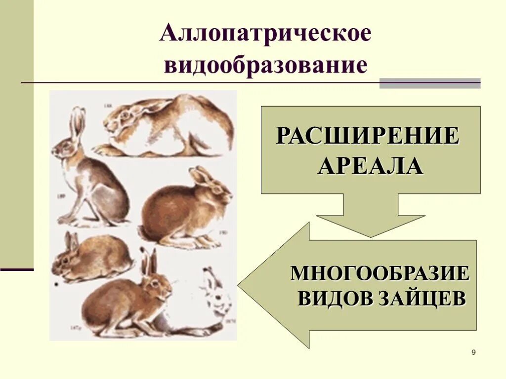 Аллопатрическое видообразование. Видообразование биология. Схема видообразования 9 класс. Разделение по способу питания расширение ареала