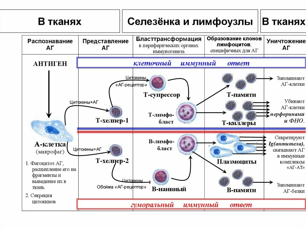 Основные иммунные клетки. Т-лимфоциты иммунной системы схема. Схема образования клеток иммунной системы. Роль органов кроветворения и иммунной защиты. Клетки периферических органов иммунной системы.