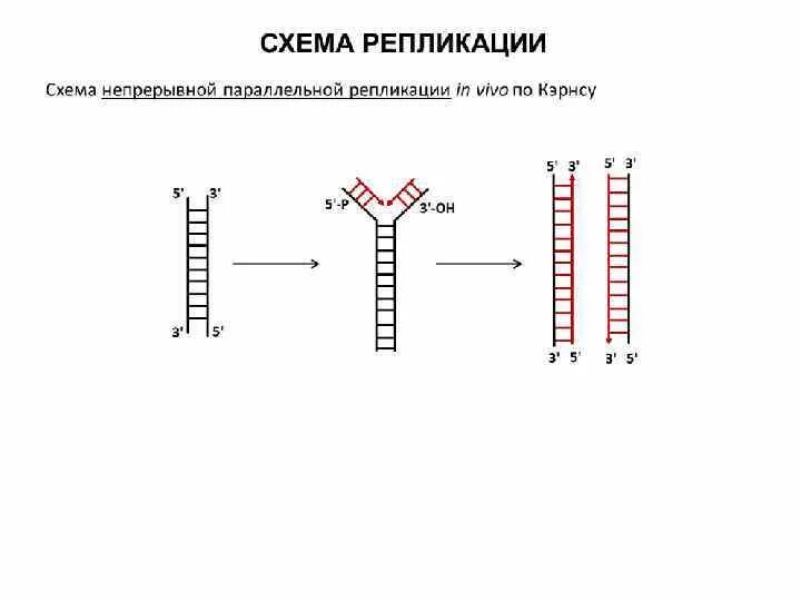 Схема репликации ДНК. Этапы репликации ДНК схема. Репликация ДНК подробная схема. Схема процесса репликации. 3 этапа репликации