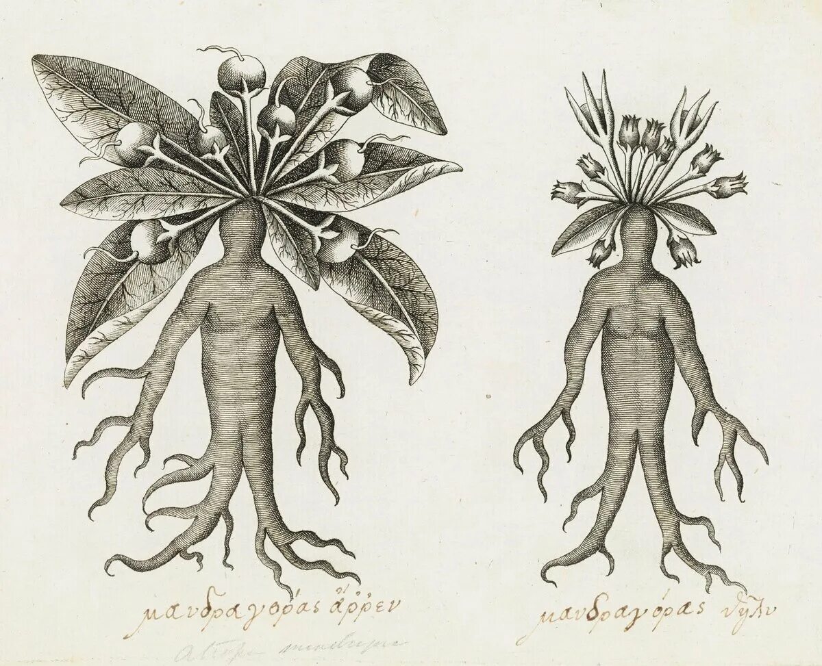Мандрагора лекарственная корень. Мандрагора Ведьмин корень. Мандрагора Ботаническая иллюстрация.
