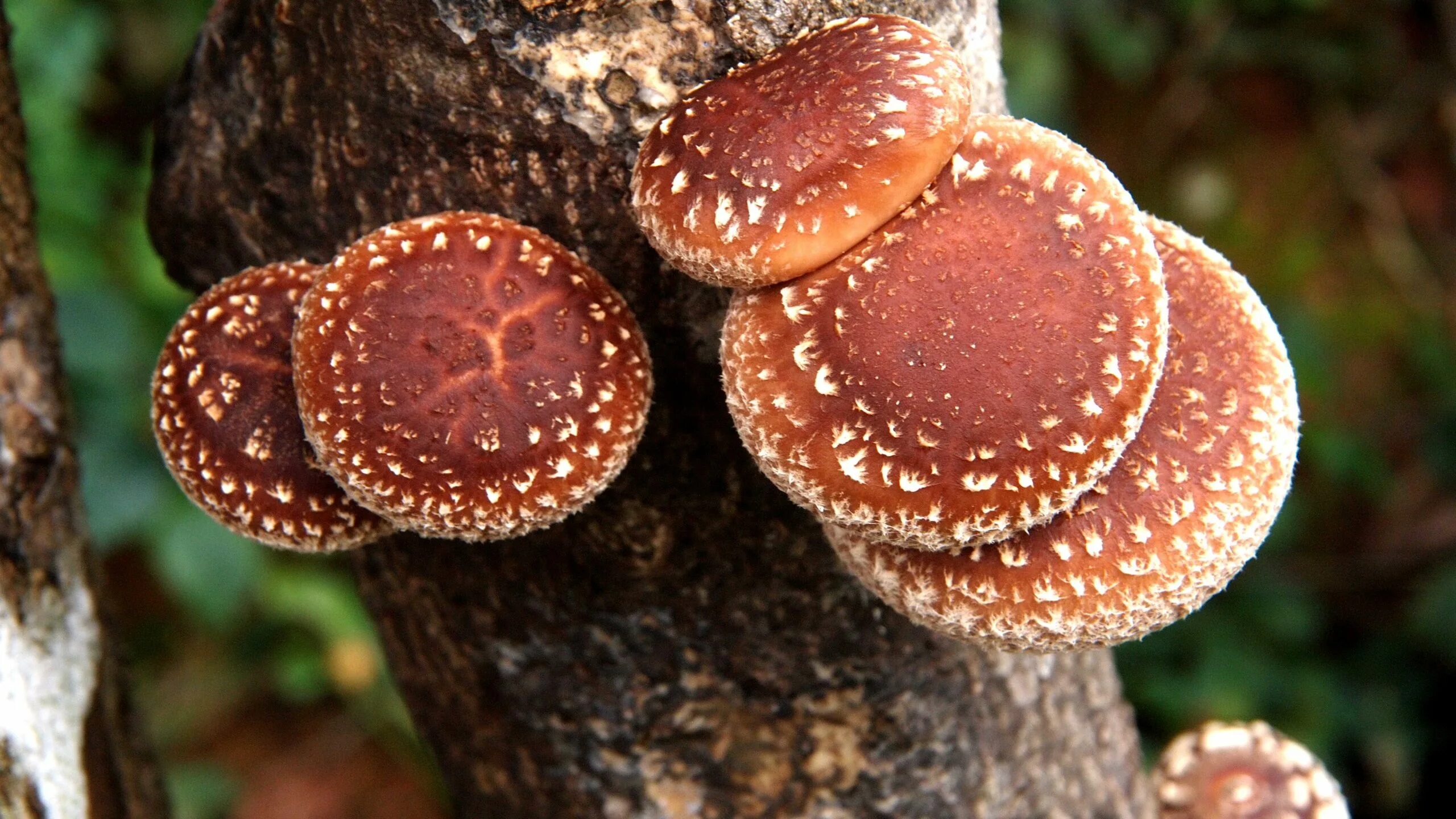 Шиитаке shiitake (lentinula edodes). Грибы шиитаке геншин. Гриб шиитаке. Императорский гриб шиитаке. Древесные грибы шиитаке.