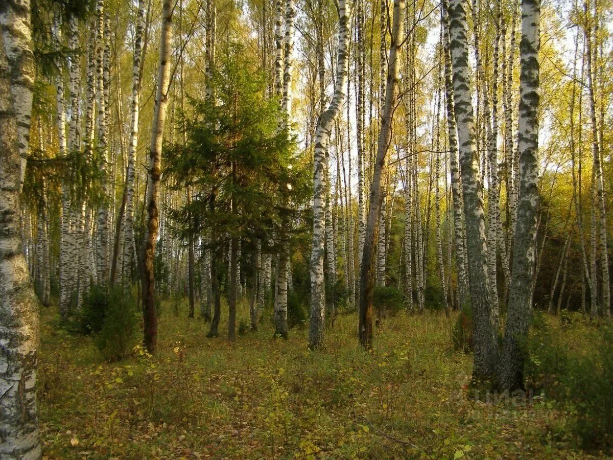 Березово Сосновый лес. Елово-березовый осиновый лес. Сосново-Березово-осиновый лес. Березово дубовый лес. Березовая ель