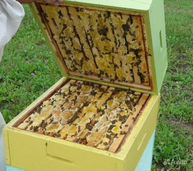 Купить пчел воронежская. Пчеловодство. Пчелиная пасека. Пчеловодство пасека. Пчелопакеты.