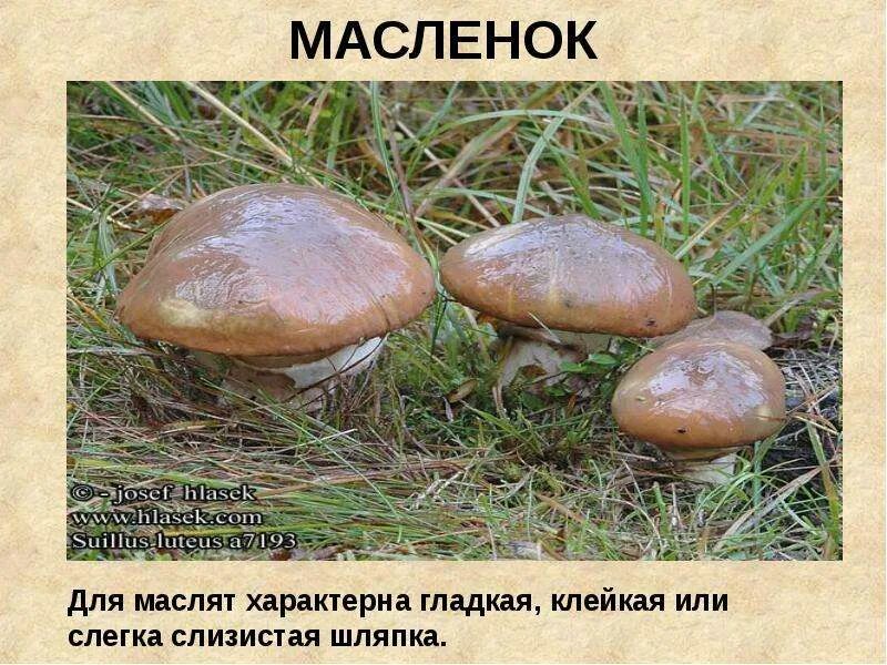 Почему масленок так назвали. Маслёнок для детей. маслята название. гриб масленок для детей. гриб маслята с названием.