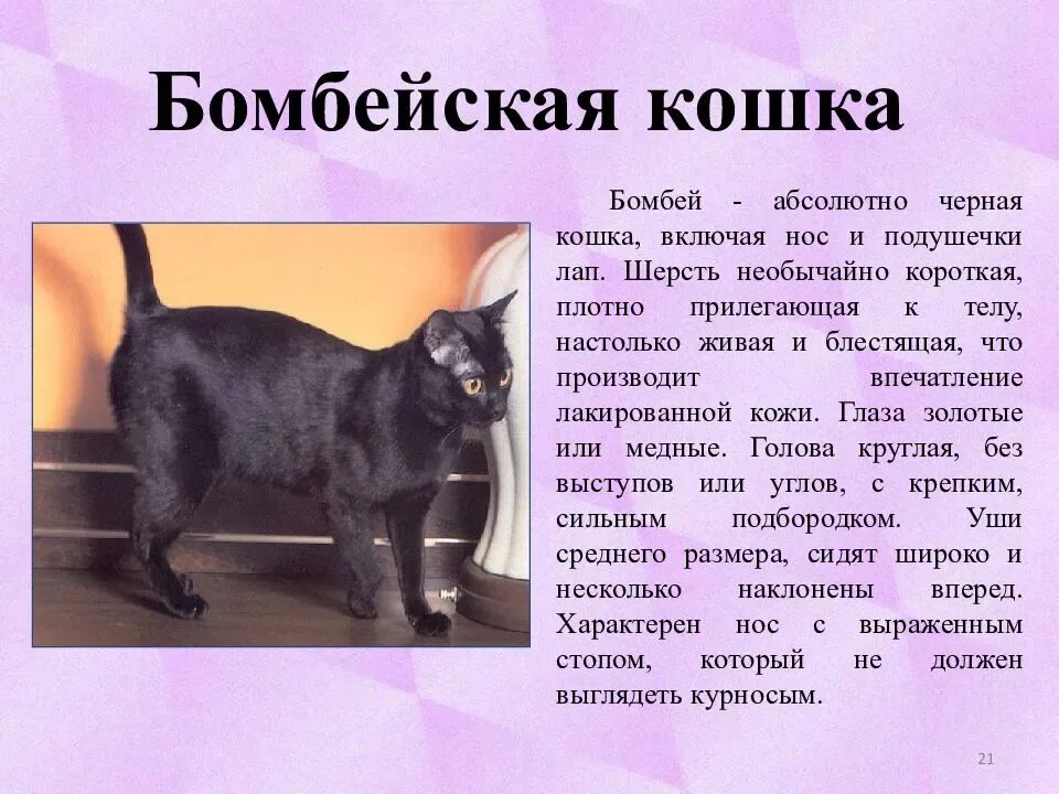 Описание черной кошки