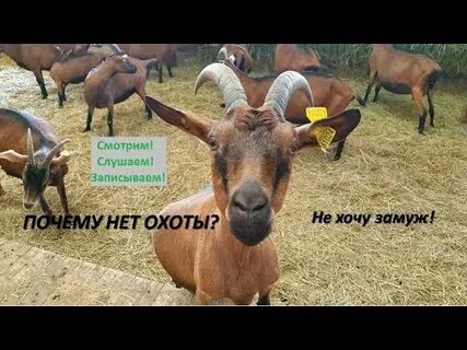 Время охоты коз