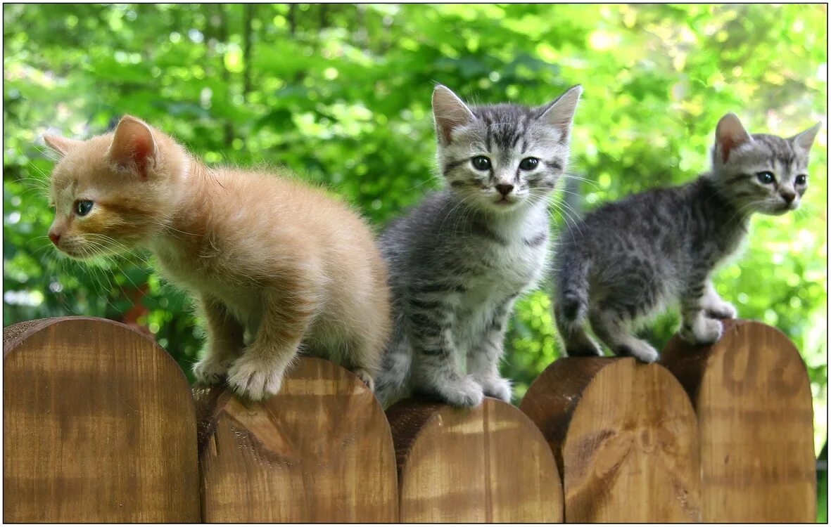 Нет 3 кошки. Три котенка. Котенок на заборе. Котята 3 штуки. Три котенка на заборе.