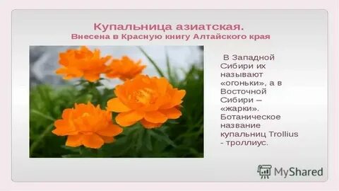 Жарки сообщение