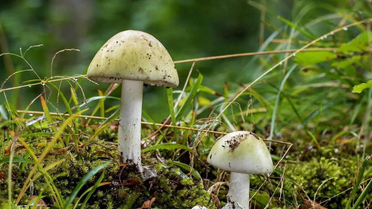 Amanita phalloides гриб. Бледная поганка. Amanita jacksonii (американский гриб Цезаря). Противоядие от бледной поганки