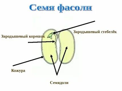 Почечка зародыша