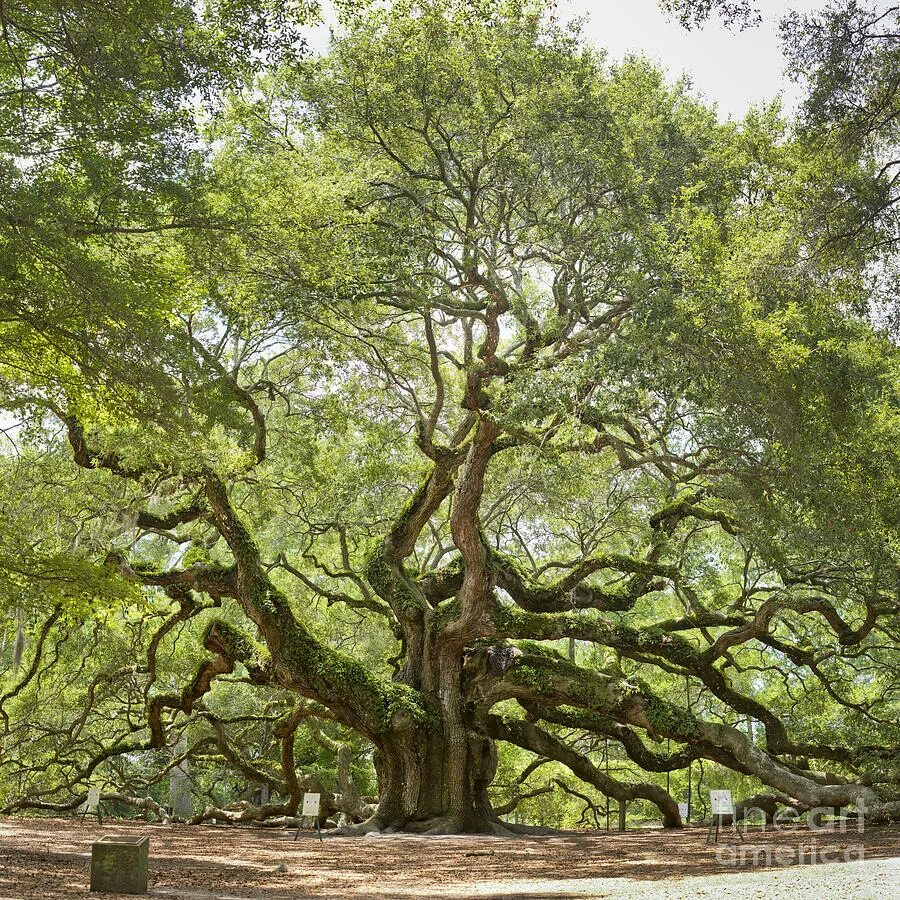 John tree
