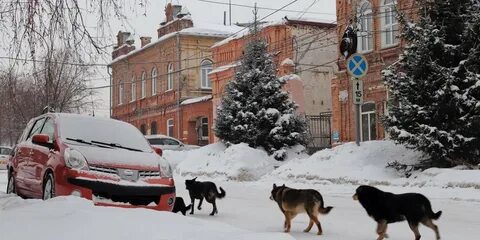 Бийск собаку