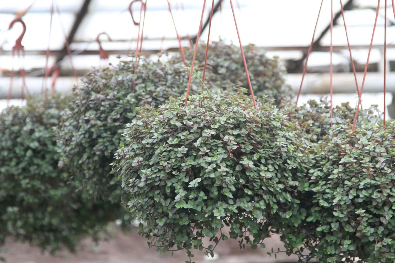 коллизия ползучая уход и выращивание в кашпо. традесканция мелколистная каллизия ползучая. коллизия ползучая уход и выращивание в кашпо. коллизия ползучая уход и выращивание в кашпо. каллизия репенс.