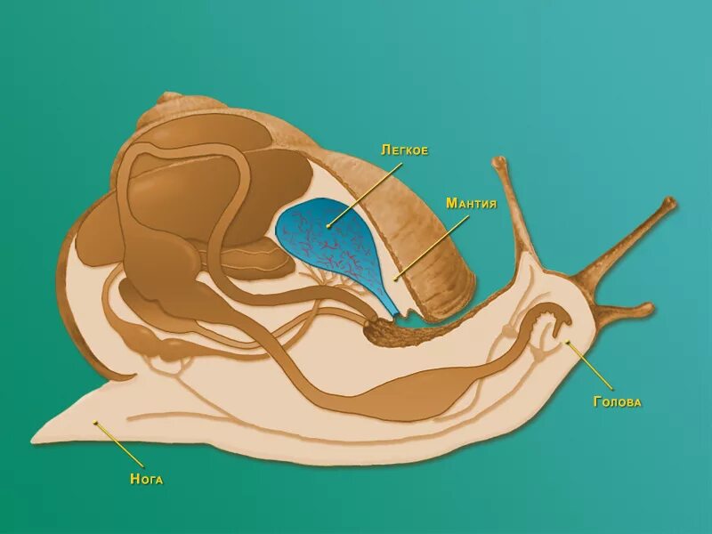 Виноградная улитка имеет мантийную полость. Дыхательная система виноградной улитки. Дыхательная система брюхоногих. Дыхание брюхоногих моллюсков. Брюхоногие моллюски дыхательная система.