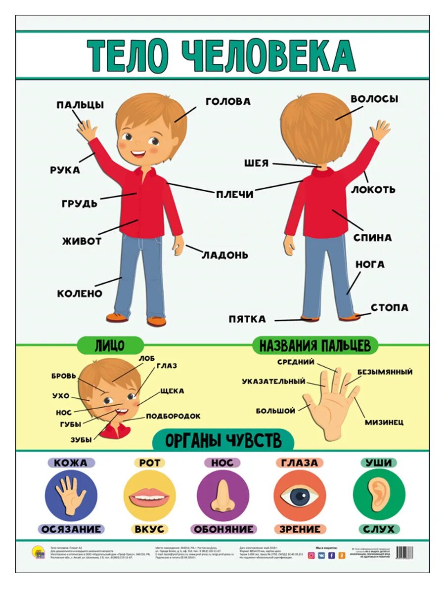 Картинка тело человека для детей. Тело человека для дошкольников. Части человека для детей. Строение человека для детей. Плакат тело человека для детей дошкольного возраста.