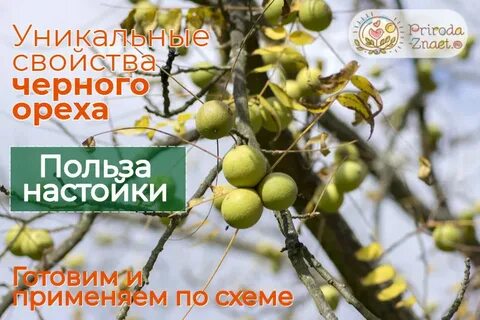 Черный орех свойства