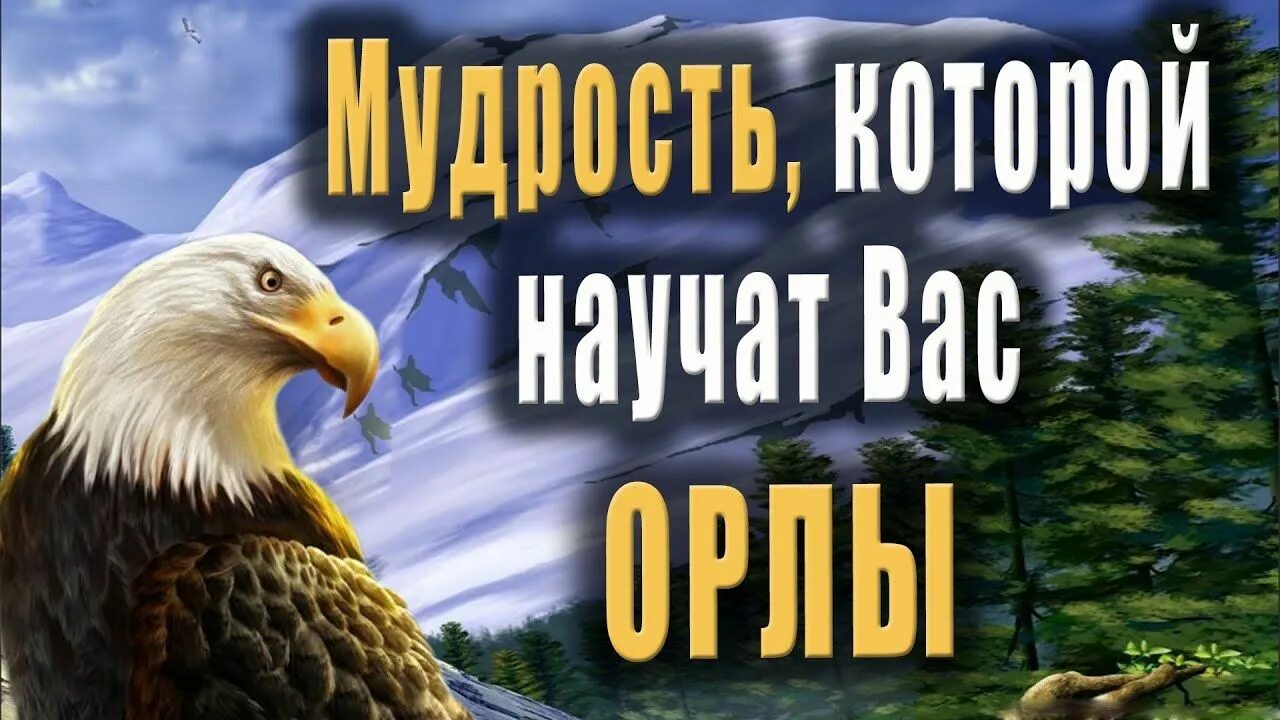 Как орлица выбирает себе орла. Мудрость женщины и орел. орел и орлица спектакль. орёл мой друг. кто живет в орле орлицы.