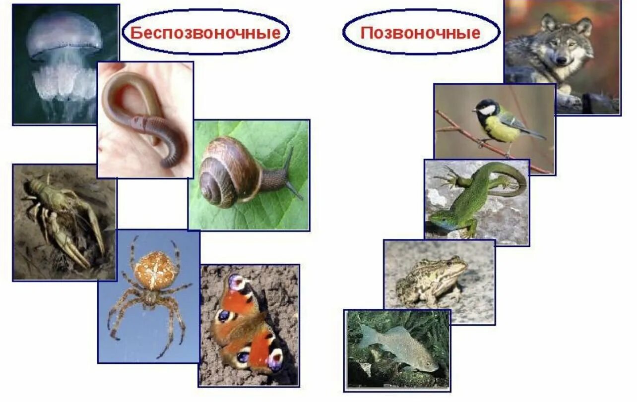 Многоклеточные животные. Позвоночные и беспозвоночные. Многоклеточные позвоночные животные. Многоклеточные беспозвоночные. Контрольная по теме беспозвоночные