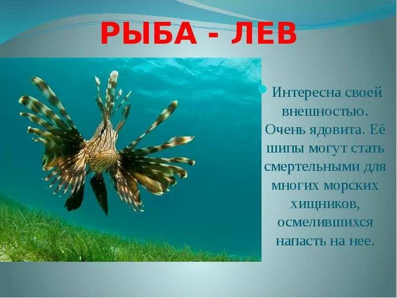 Рыба ангел презентация. Рыба-клоун интересные факты. "рыбы - это интересно". Рассказ о рыбах. Необычные факты о рыбах.