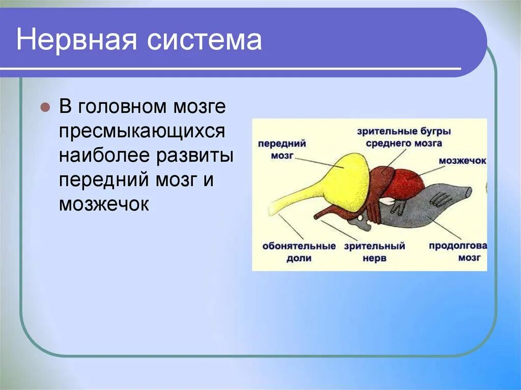 Головной отдел ящерицы. Нервная система рептилии 7 класс биология. Пресмыкающиеся нервная система 7 класс биология. Схема строения головного мозга пресмыкающихся. Нервная система пресмыкающихся кратко таблица.