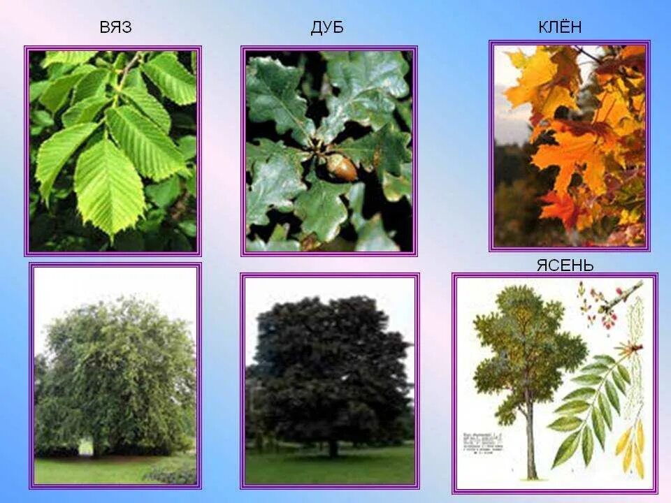 Клен ясень вяз. Клён карагач. Листья клена липы ясень вяз. Клен дуб осина ясень.