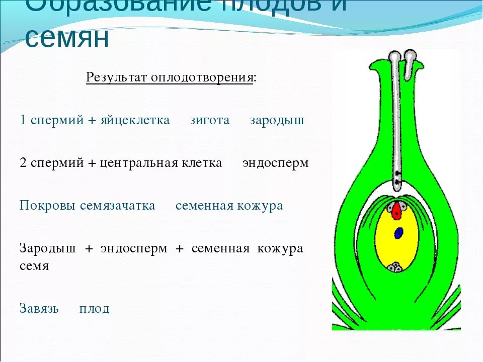 Оплодотворение цветковых растений образование плодов. Образование семени и плода у цветковых растений. Образование семян и плодов у цветковых растений схема. Двойное оплодотворение у цветковых растений образование плода. Установите соответствие оплодотворение после опыления