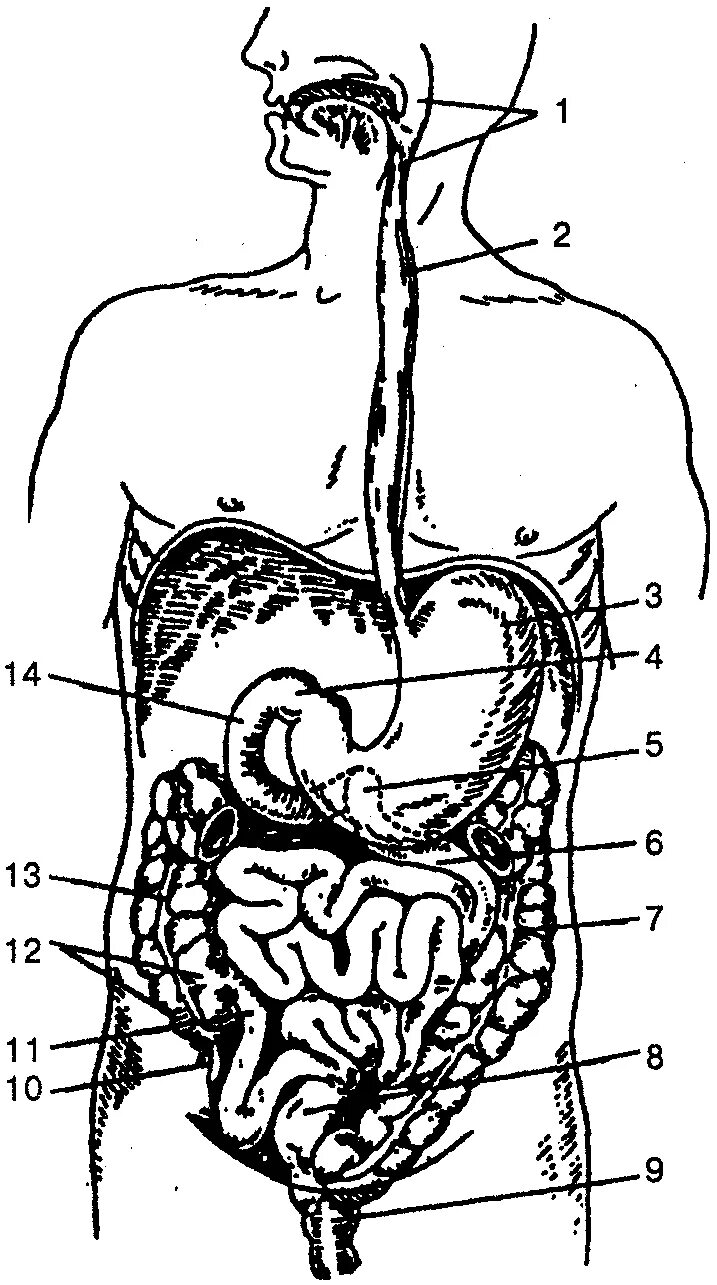 Желудочно-кишечный тракт человека схема. Система пищеварения схема. Схема пищеварительного тракта человека схема. Система ЖКТ человека схема.