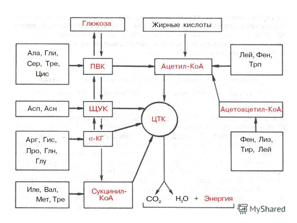 Ала гли фен. АСП – АРГ – фен. Катаболизм углеродного скелета аминокислот. Тир ала гли фен лей АРГ. Схему превращения углеродного скелета.