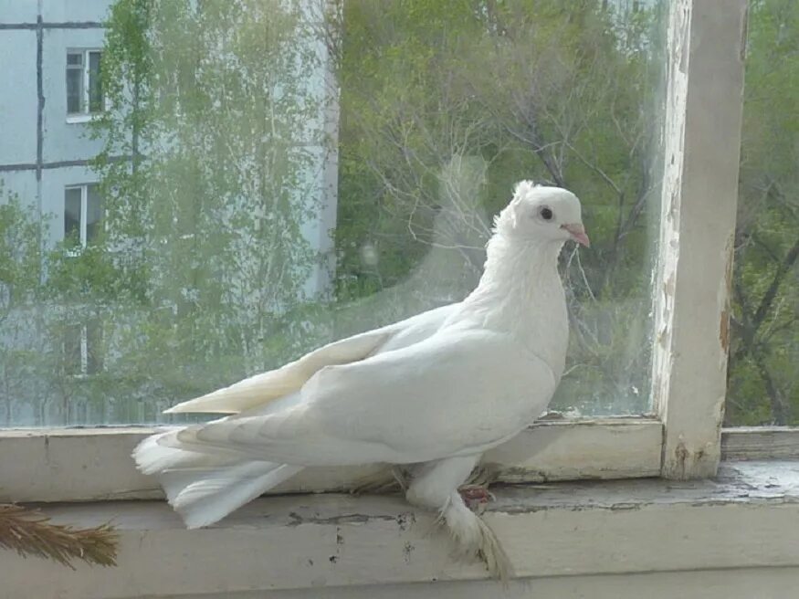 Голуби сели на подоконник. Белый голубь с хохолком. Голубь на подоконнике. Белый голубь на окне. Белый голубь прилетел.