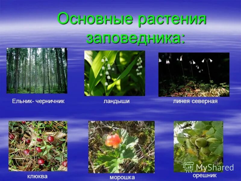 полевые цветы стрижамент. дицентра многолетник. желтоголовник луговой. жирянка растение. минеральные вещества для растений.