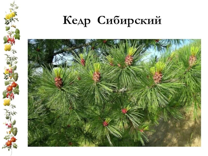 Кедровый стланик биологии. Сосна кедровая стланиковая. Сибирский кедр (pinus sibirica du tour). Сосна кедровая сибирская сибирский кедр. Сибирский кедр дерево.