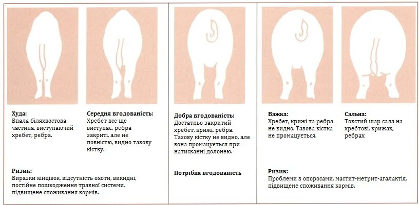 Нормально самка