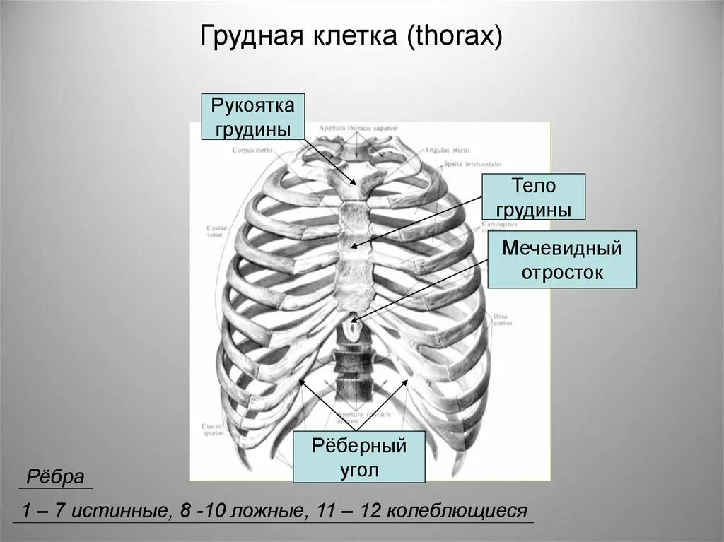 Мечевидный отросток что это