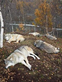 Волк новости