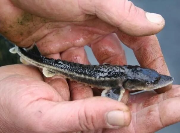 Бестер (рыба) осетровые. Осетр гибрид. Севрюга и осетр. Бестер (рыба). Осетр гибрид.