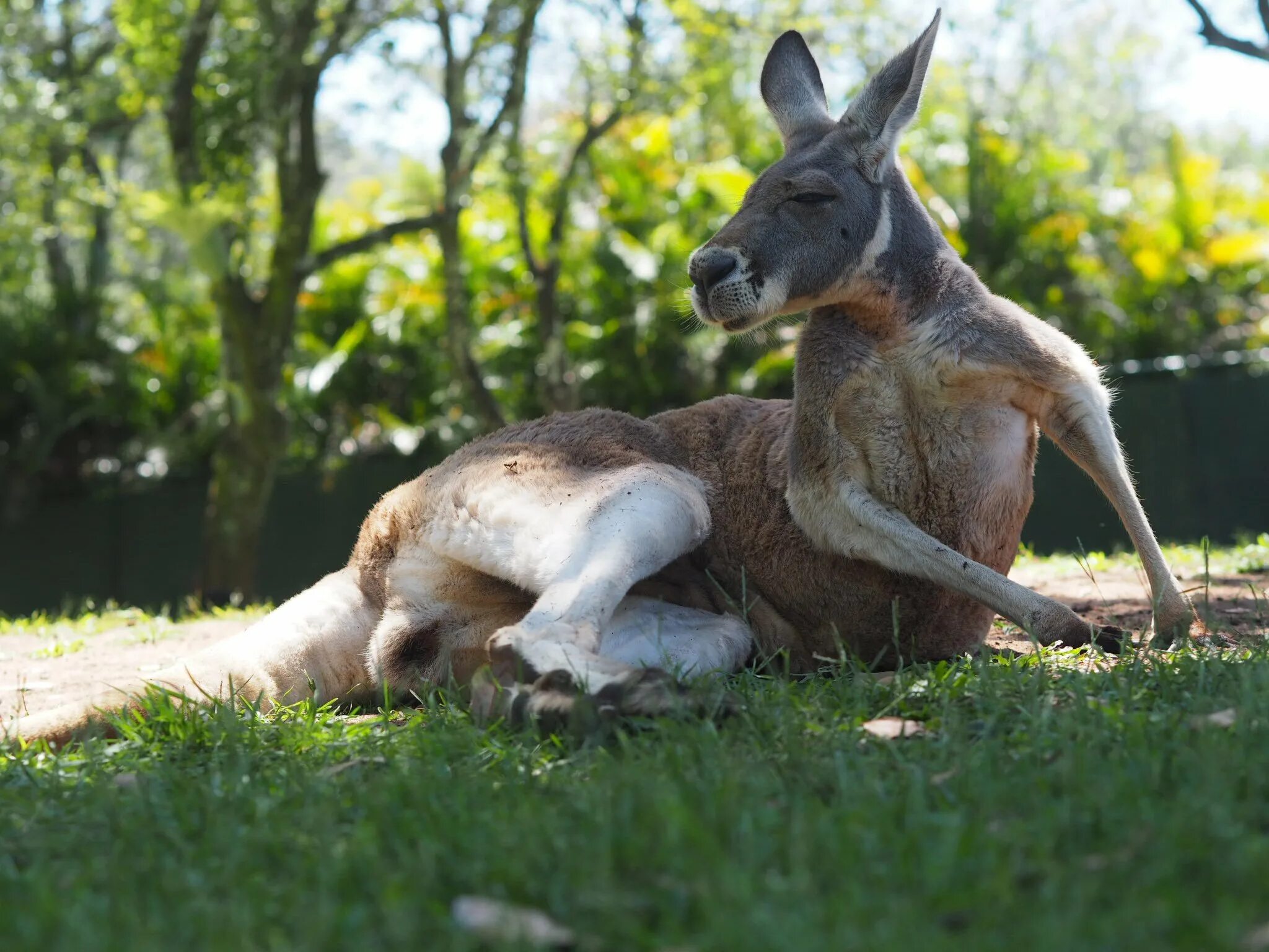 Кенгуру в воде. Кенгуру роджер из австралии. kurts adler кенгуру kangaroo. сумка кенгуру. kangaroo 2005.