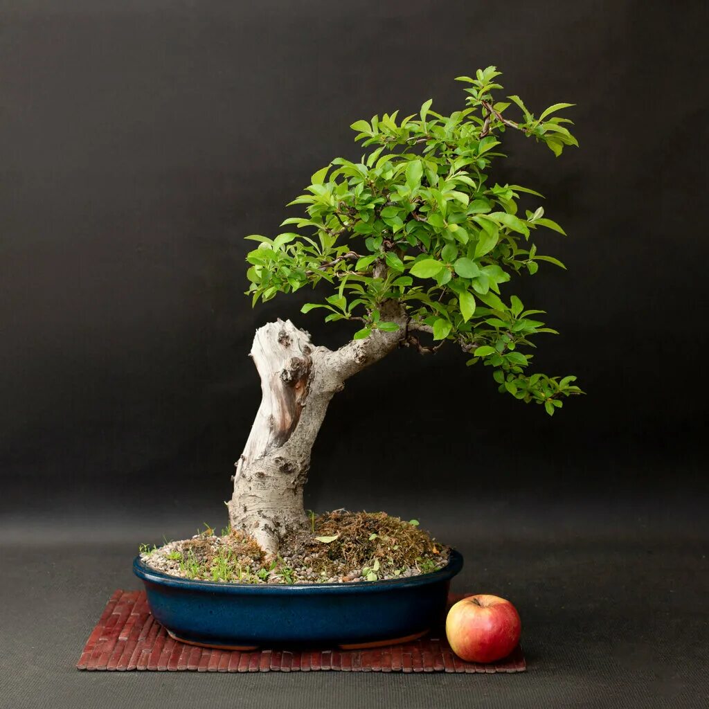In Washington, Bonsai Trees Express U.S.-Japan Ties " American View