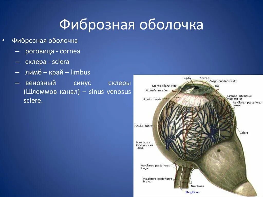 Орган зрения анатомия фиброзная оболочка. Строение фиброзной оболочки глаза. Наружная фиброзная оболочка глаза. Фиброзная оболочка роговица. Наружная оболочка латынь