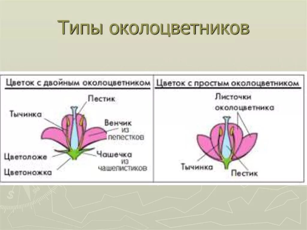 Тип тюльпана по симметрии