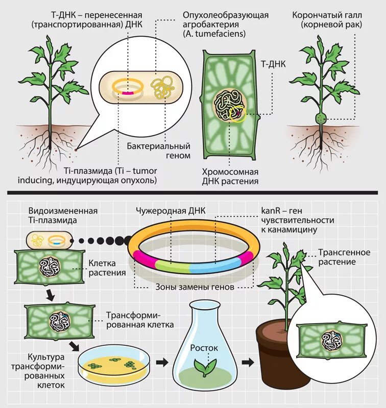 Схема получения трансгенных растений. Генетическая инженерия растений схема. Трансформация генная инженерия. Этапы получения трансгенных растений. Пересадка генов днк бактерий